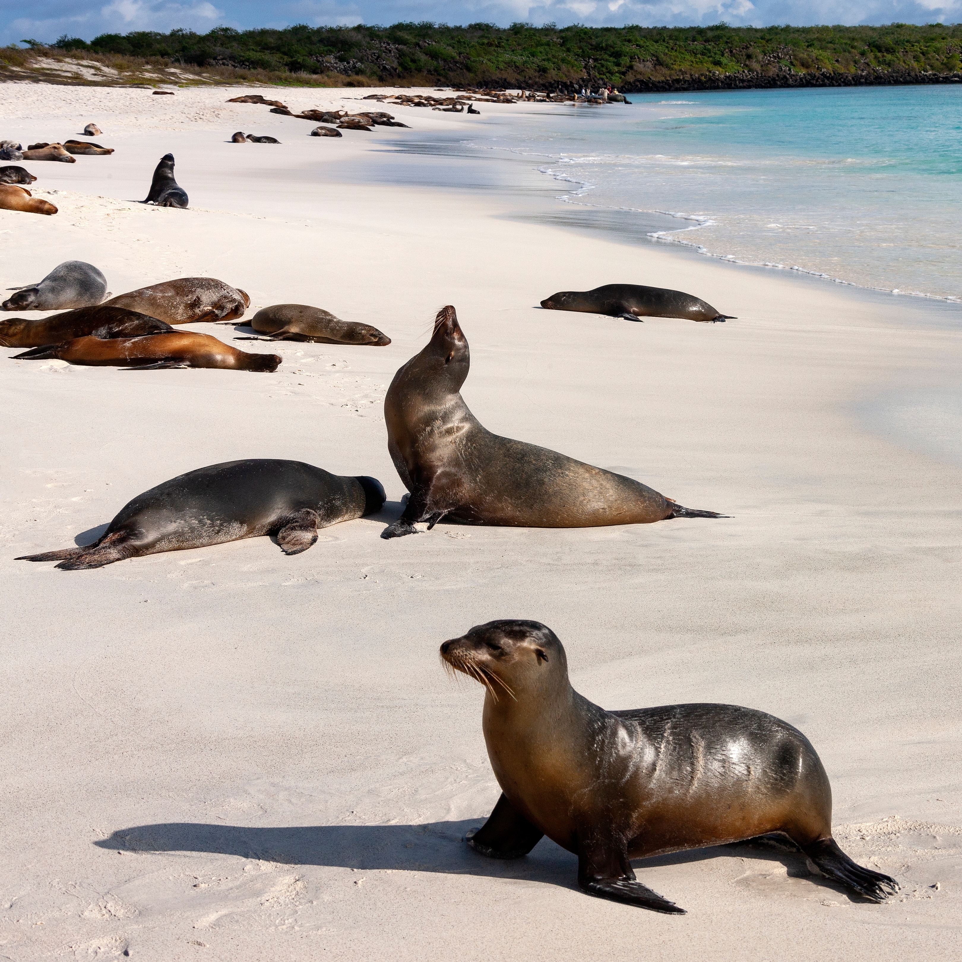 Lobos marinos en Playa Mann