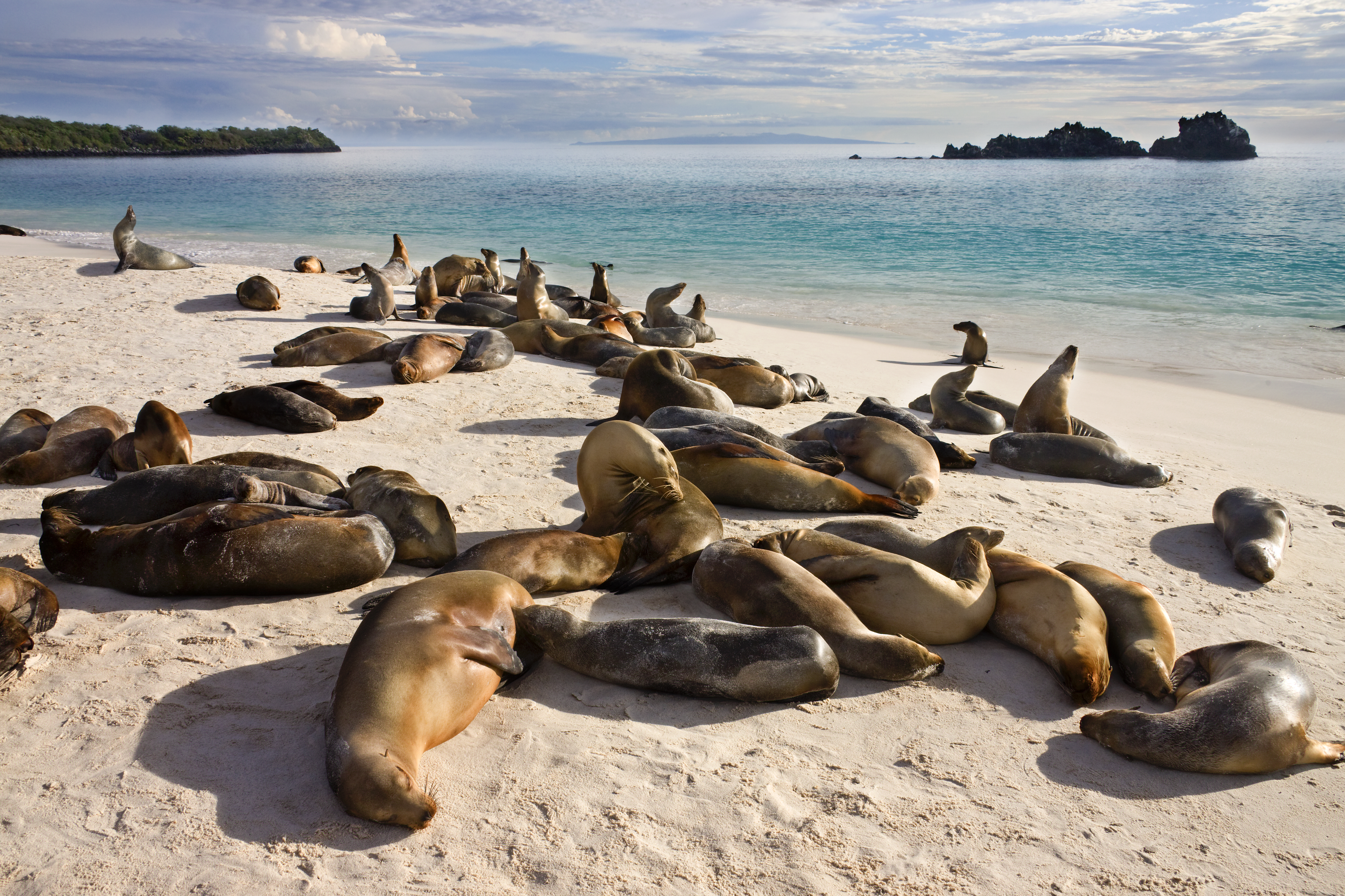 Colonia de lobos marinos descansando en la playa