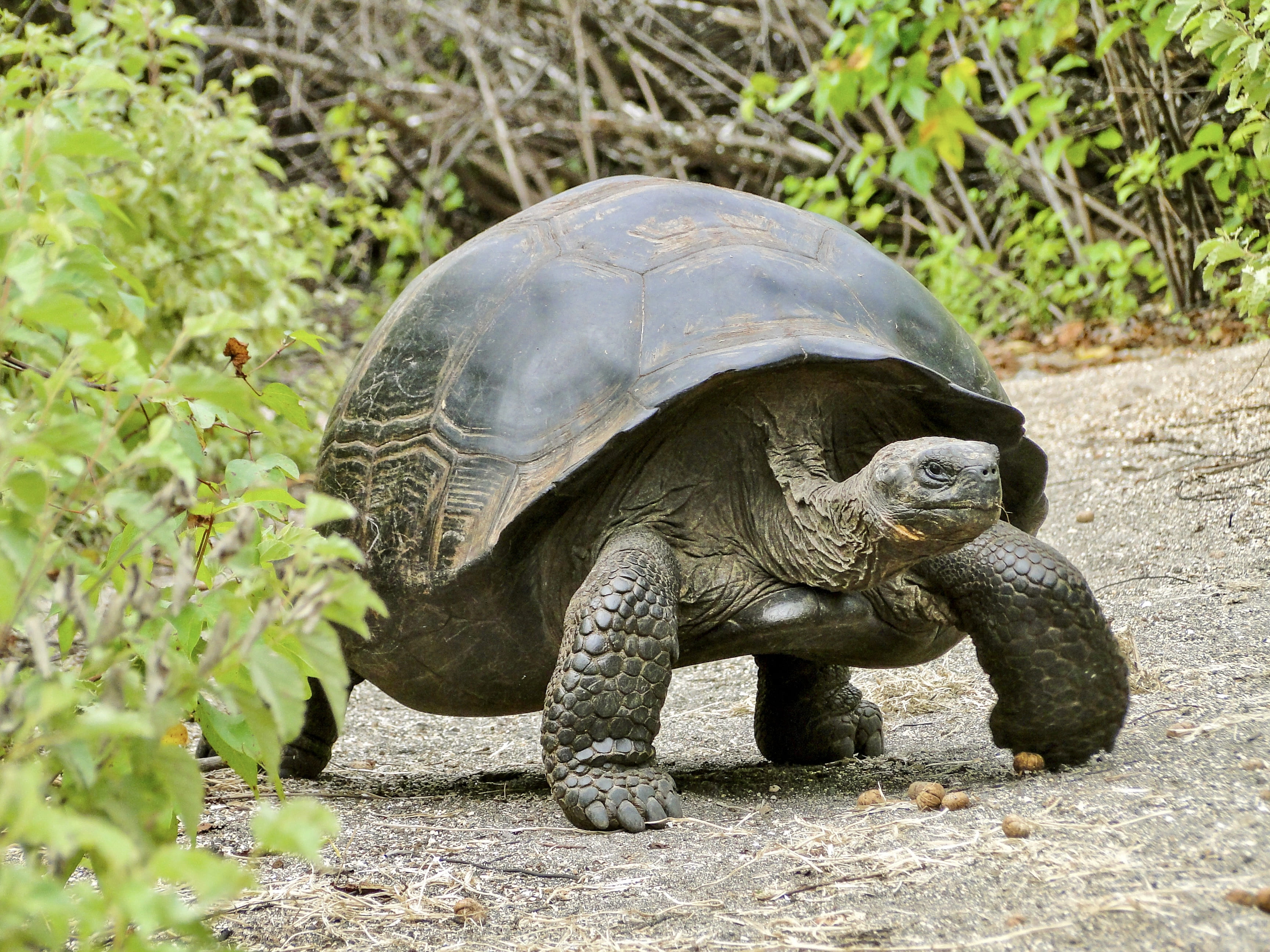 Tortuga gigante en La Galapaguera
