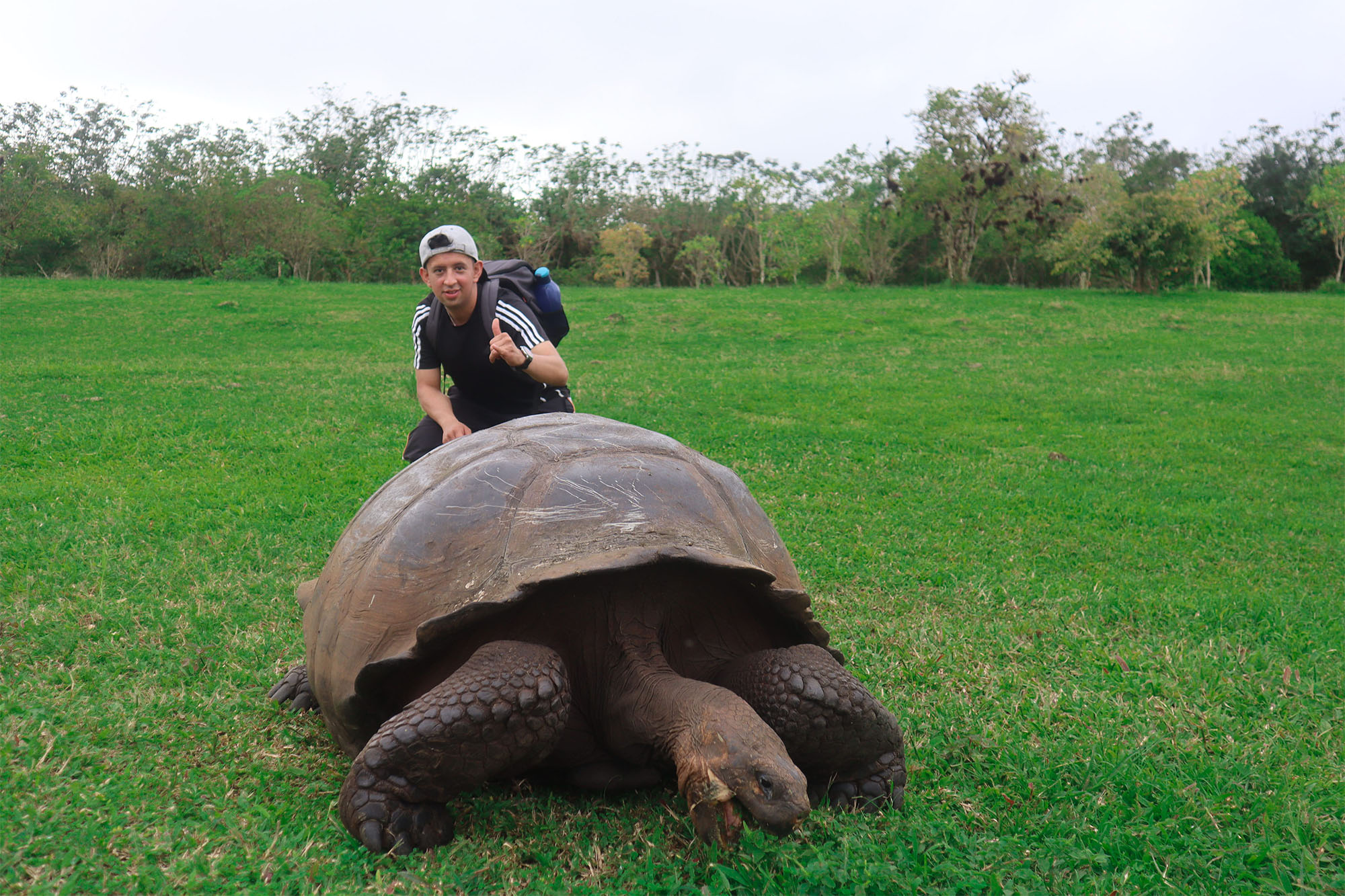 Tortuga Galápagos